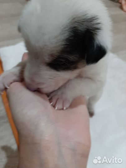 Щенки в хорошие руки