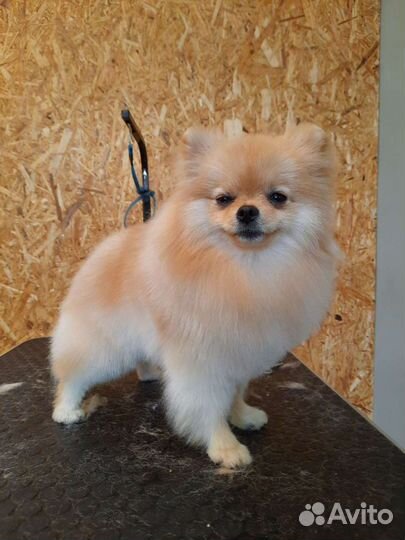 Стрижка кошек и собак, ветеринарный врач