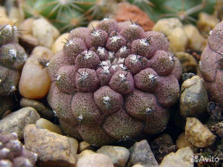 Кактусы смесь семян 10 штук разных сортов