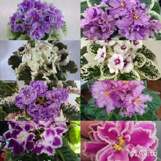 Укоренённые черенки сортовых фиалок 77 разных сорт