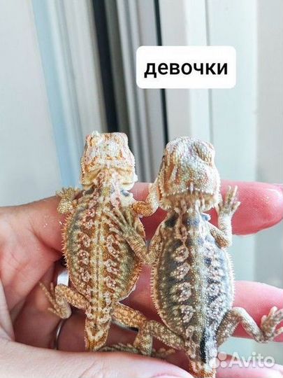 Бородатая агама малыши