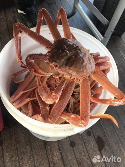 Морская прогулка на яхте Камчатка