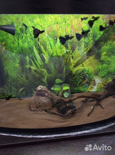 Гуппи черный монах