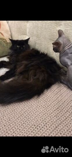 Котята в добрые руки бесплатно