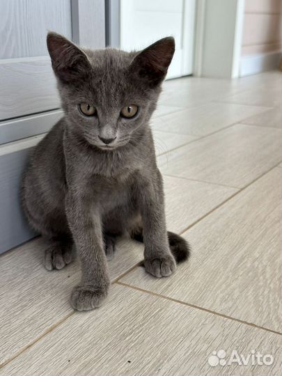 Русская голубая 