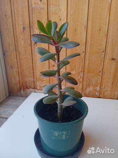 Толстянка денежное дерево