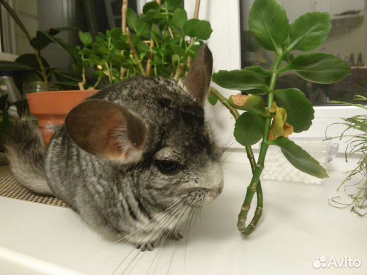 Передержка кошек, собак, грызунов. Котоняня