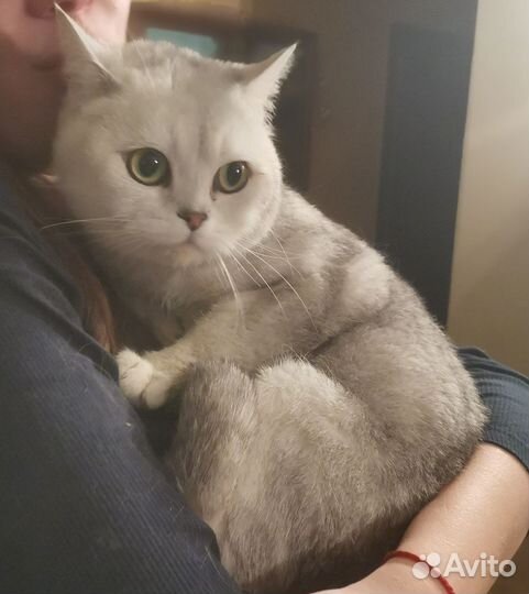 Британский кот