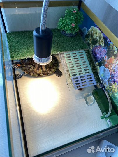 Аквариум с черепахой