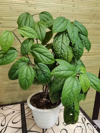 Клеродендрум