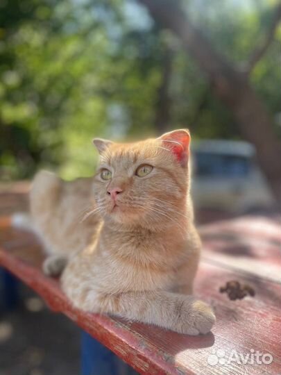 Котик в добрые руки бесплатно