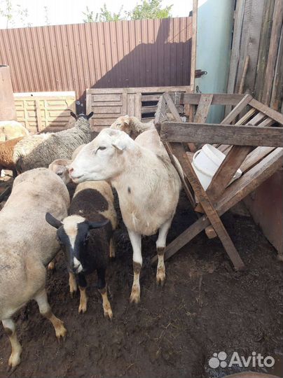 Катумские бараны