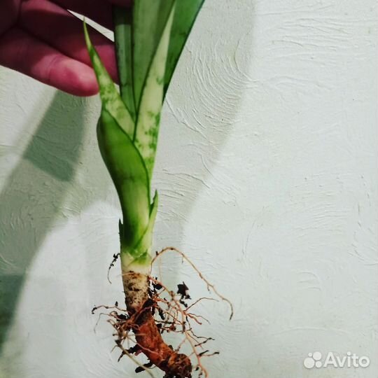 Сансевиерия муншайн