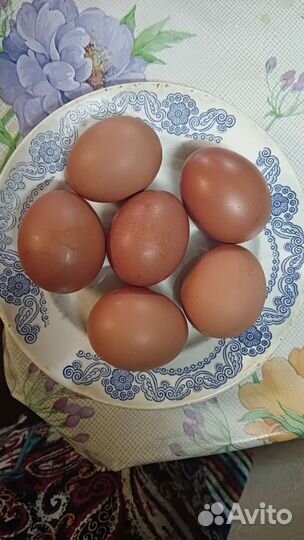 Яйца куриные 1д