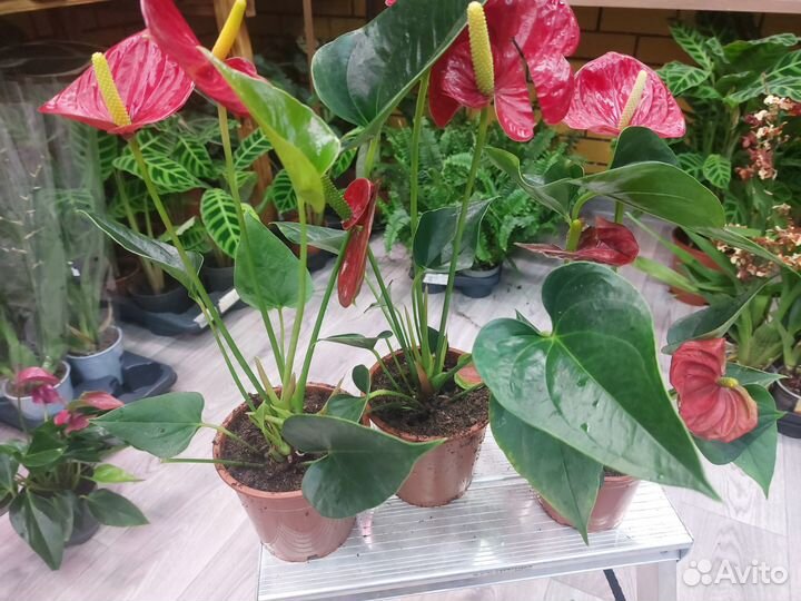 Антуриум -мужское счастье красный