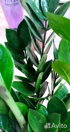 Замиокулькас