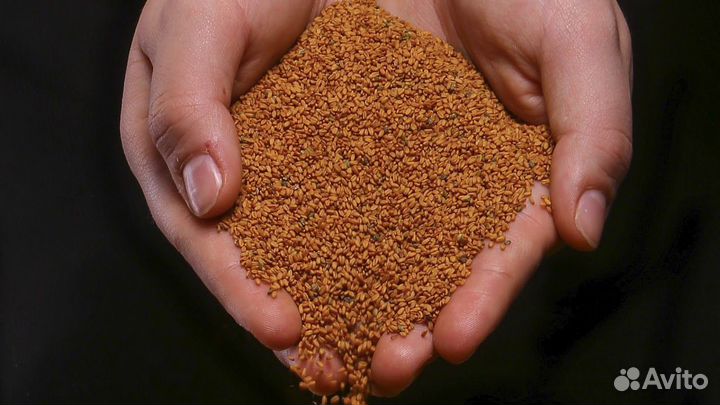 Рыжиковое масло холодного отжима. Натуральное