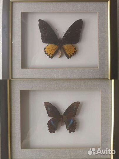 3.Бабочка в коллекцию. Большая. натуральная