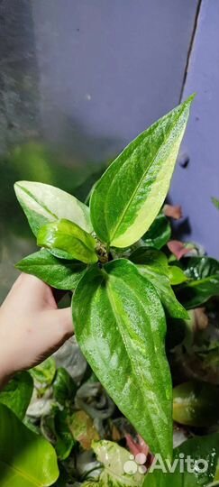 Антуриум ренисанс вар