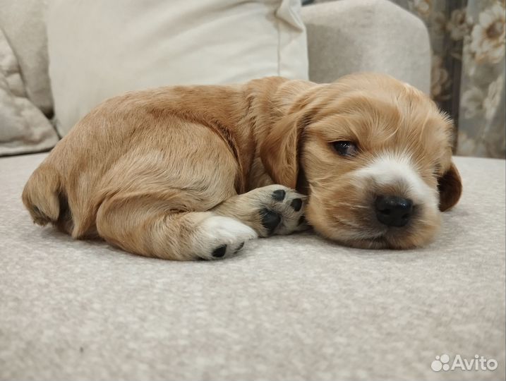 Щенки кокер спаниеля
