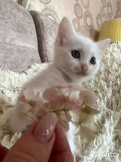 Котенок(мальчик)