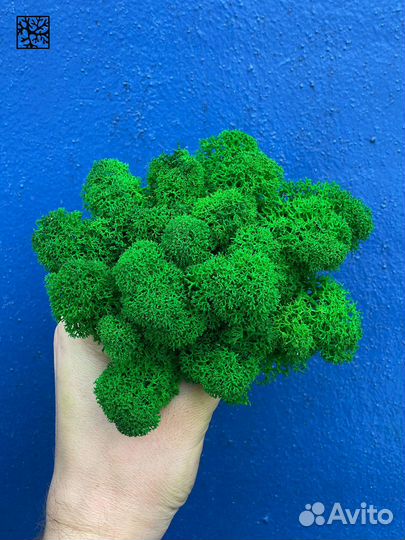 Стабилизированный Мох: Большой выбор цветов, Серый