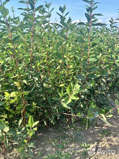 Саженцы жимолости