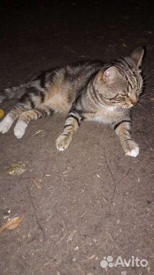 Котик 2 года