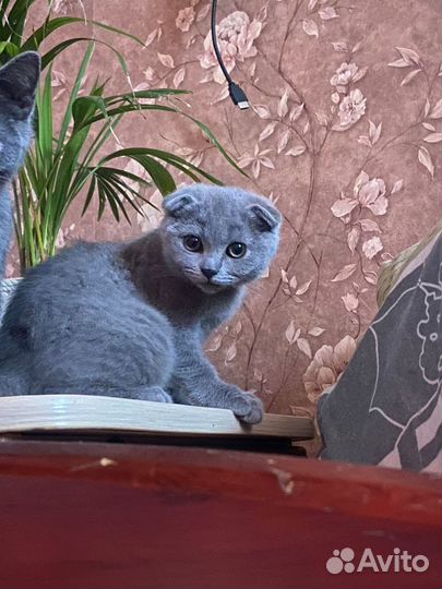 Шотландская вислоухая