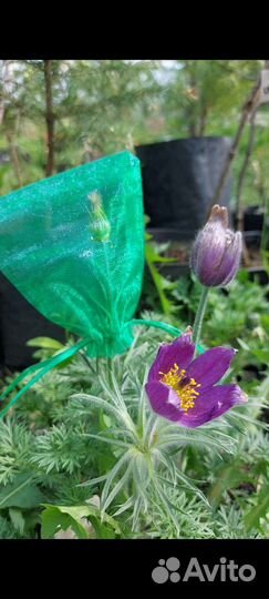 Семена прострела