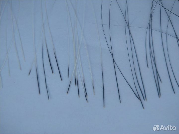 Кошачьи усы