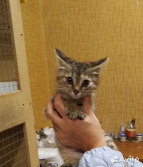 Котенку девочке нужен дом