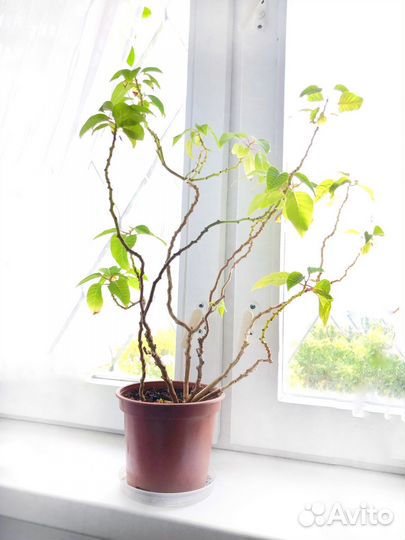 Пуансеттия Рождественское дерево