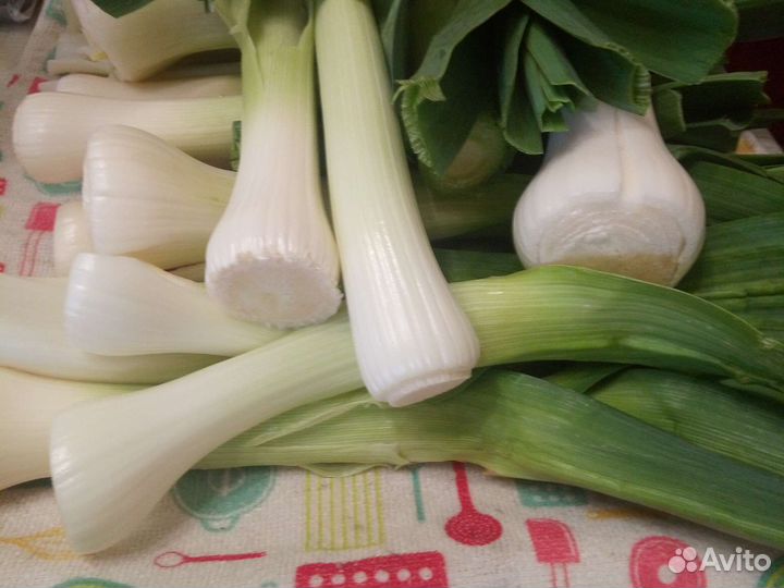 Лук порей