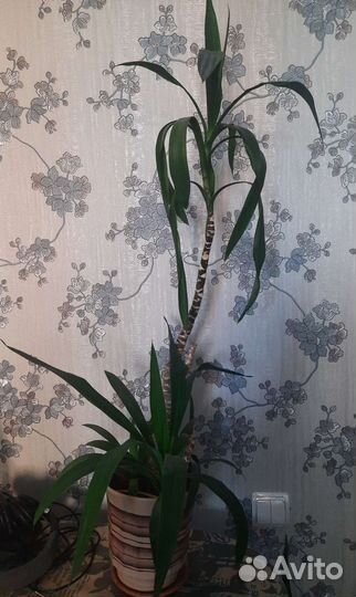 Шефлера,сансеверия(щучии хвост),юкка