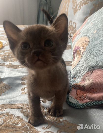 Бурманские котята