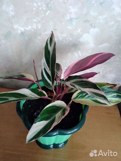 Строманта триколор