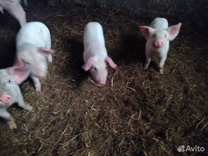 Поросята ландрас дюрок