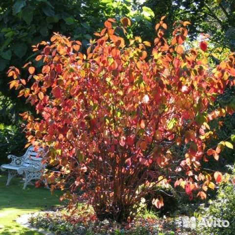 Дерен красный. Декоративные саженцы