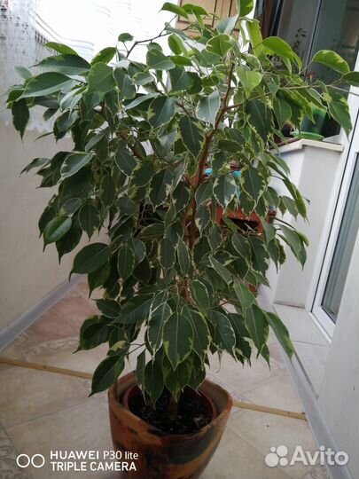 Фикус бенджамина