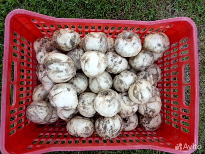 Рябчик Императорский, Гиацинты, Тюльпан