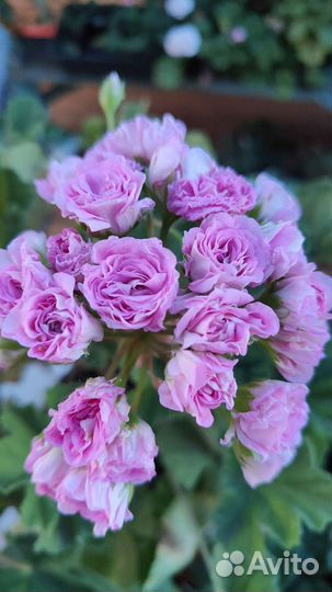 Пеларгония Мерлезон-2