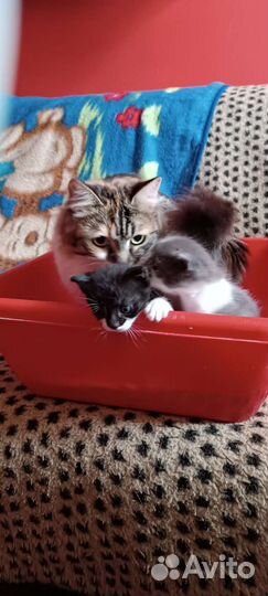 Катята в добрые руки