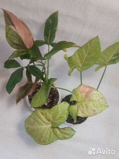 Комнатные растения обмен