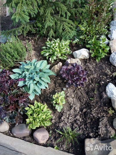 Многолетние цветы (хосты 5 видов и гейхеры)