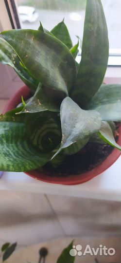 Сансевиерия Ханни