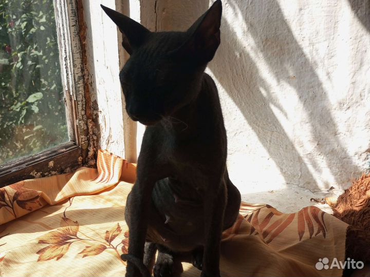 Донской сфинкс браш