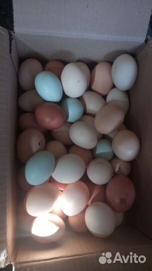 Яйца для инкубации.Петухи