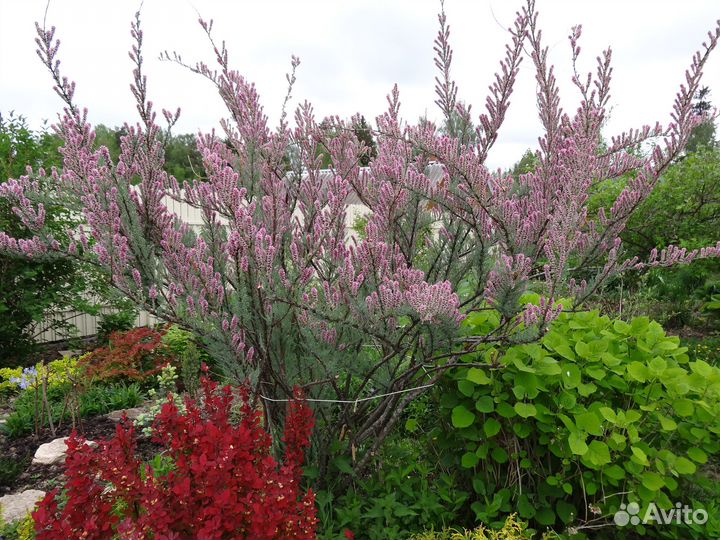 Декоративные деревья и кустарники