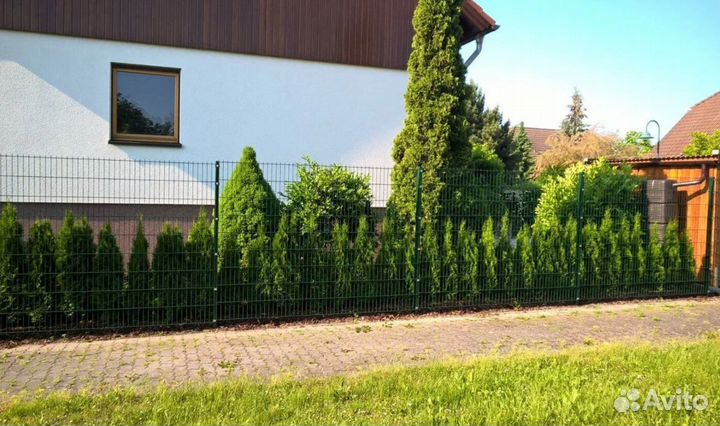 Туя смарагд оптом